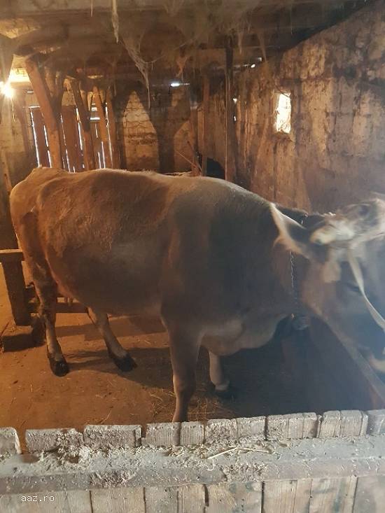 Vand vaca bruna gestanta tanara cu transport inclus