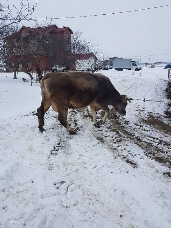 Vand vaca bruna gestanta tanara cu transport inclus