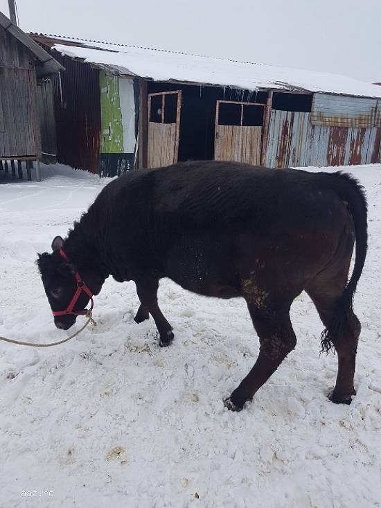 Vand vitea rasa angus de 430kg.