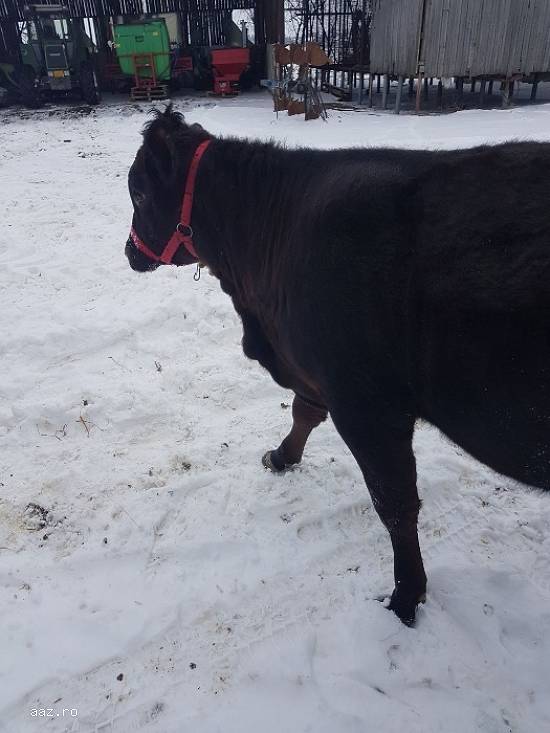 Vand vitea rasa angus de 430kg.