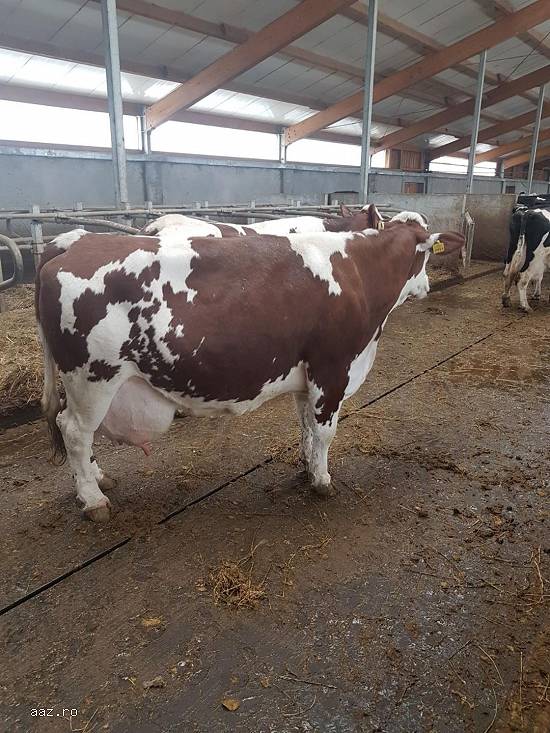 Vand 2 vaci montbeliard,  3 vaci holstein cu pedigree