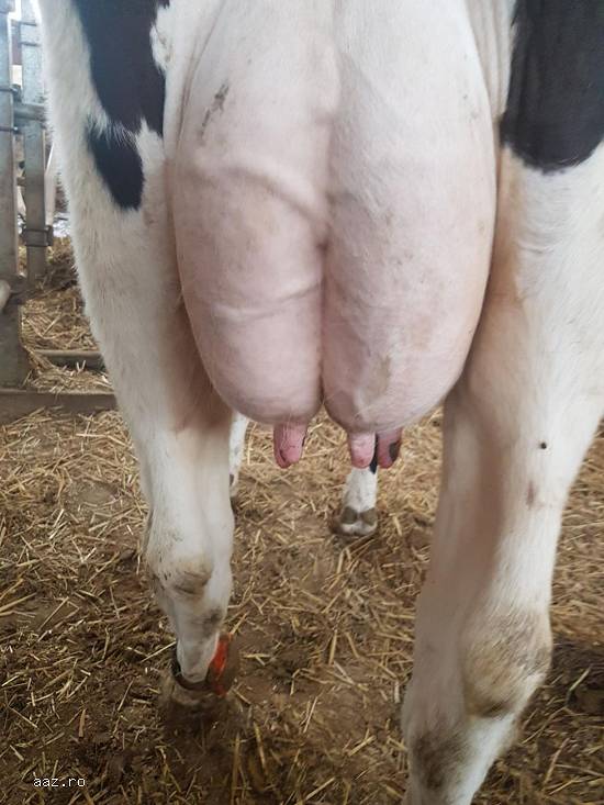 Vand 2 vaci montbeliard,  3 vaci holstein cu pedigree