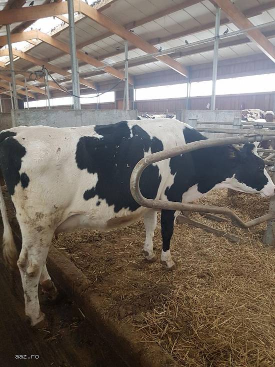 Vand 2 vaci montbeliard,  3 vaci holstein cu pedigree