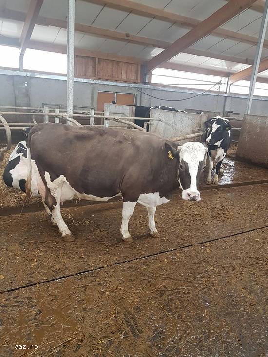 Vand 2 vaci montbeliard,  3 vaci holstein cu pedigree