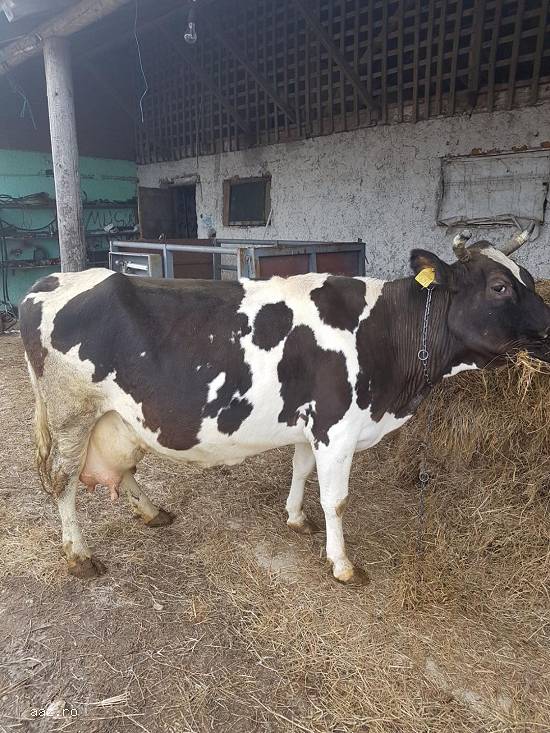 vand vaca holstein cu transport asigurat.