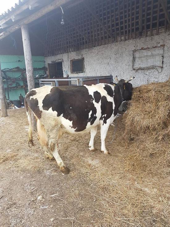 vand vaca holstein cu transport asigurat.