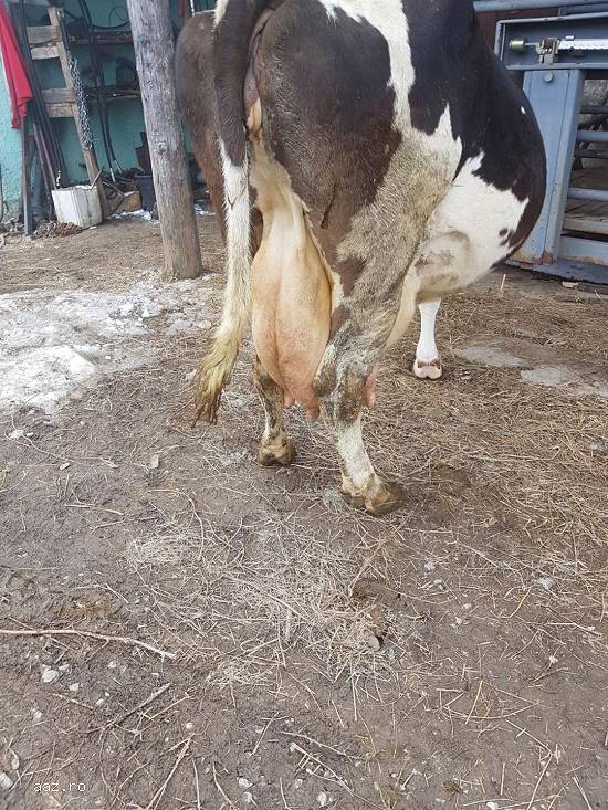 vand vaca holstein cu transport asigurat.