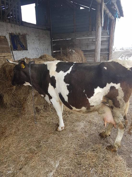 vand vaca holstein cu transport asigurat.