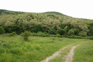 Padure de salcam,  16 hectare,  Hunedoara