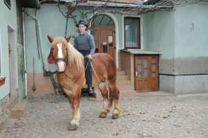 vand armasar