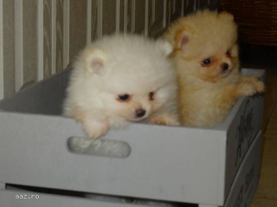 3 pomerane,   1 bărbat și 2 femele