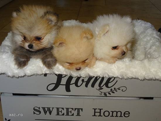 3 pomerane,   1 bărbat și 2 femele