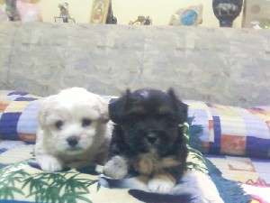 pui bichon havanez