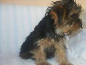 vand catelus yorkshire terrier
