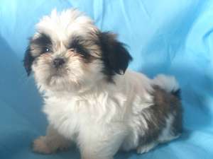 cadoul ideal shih-tzu
