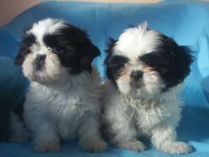 cadoul ideal shih-tzu