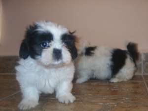 cadoul ideal shih-tzu