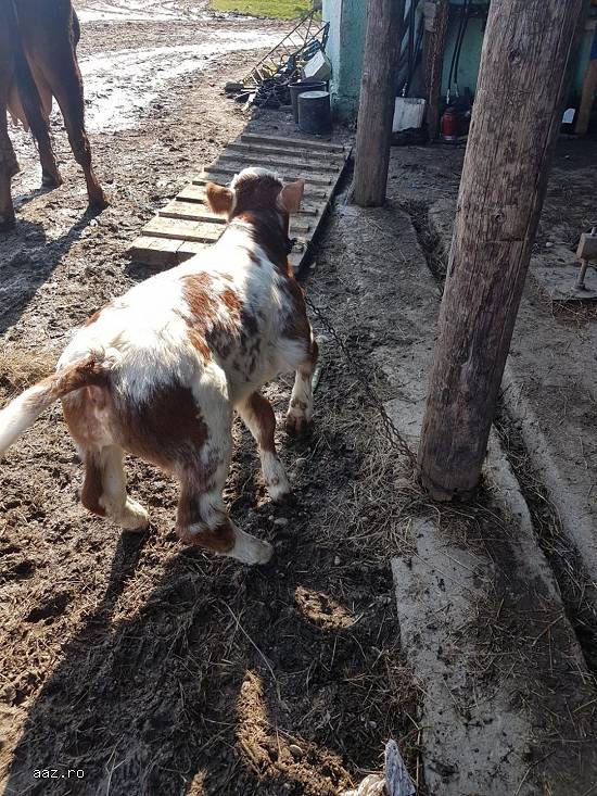 Vand o vaca tanara cu vitel langa ea,  fatata de 2 saptamani