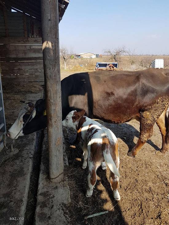 Vand o vaca tanara cu vitel langa ea,  fatata de 2 saptamani