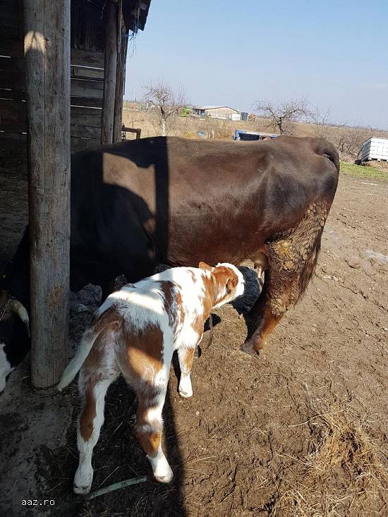 Vand vaci cu vitei langa ele