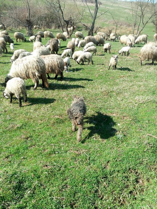 Vand oi + miei (pret negociabil)