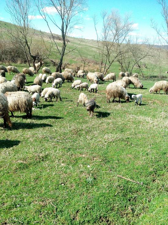 Vand oi + miei (pret negociabil)