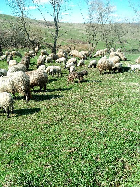 Vand oi + miei (pret negociabil)