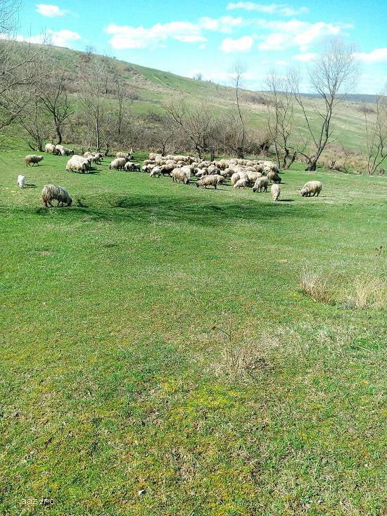 Vand oi + miei (pret negociabil)