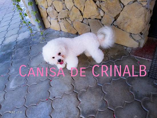 Bichon frise