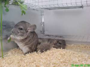 Vand chinchilla