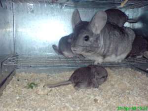 Vand chinchilla