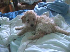 vand caniche pitic alb