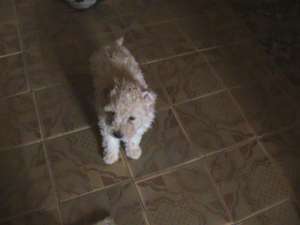 vand caniche pitic alb