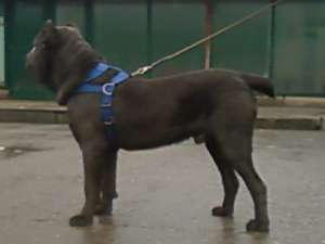 Cane Corso