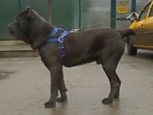 Cane Corso