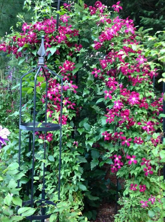 Clematite la ghiveci-10+5 gratis