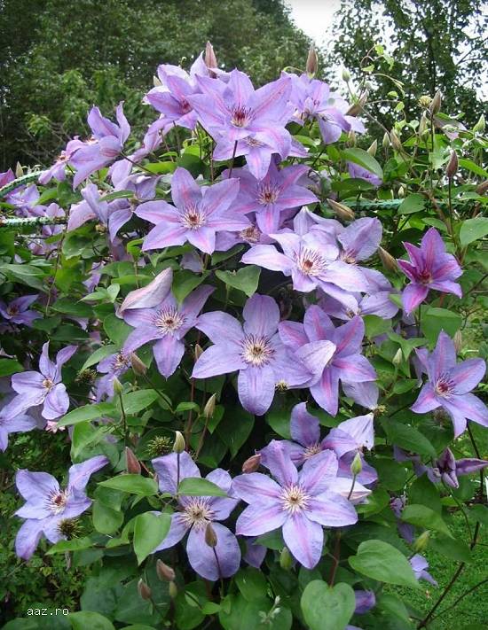 Clematite la ghiveci-10+5 gratis