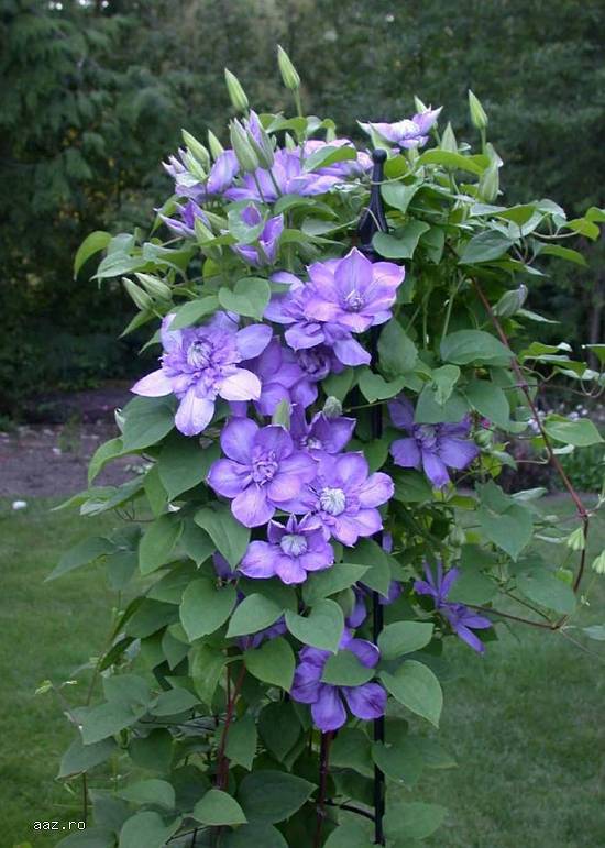 Clematite la ghiveci-10+5 gratis
