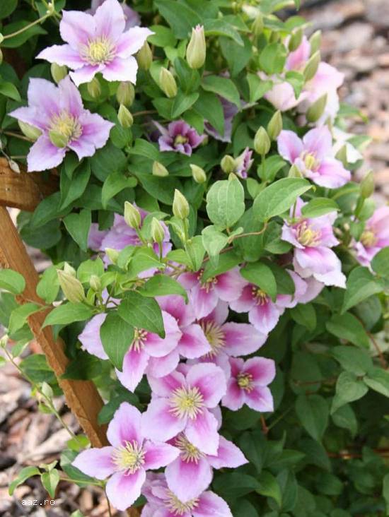 Clematite la ghiveci-10+5 gratis