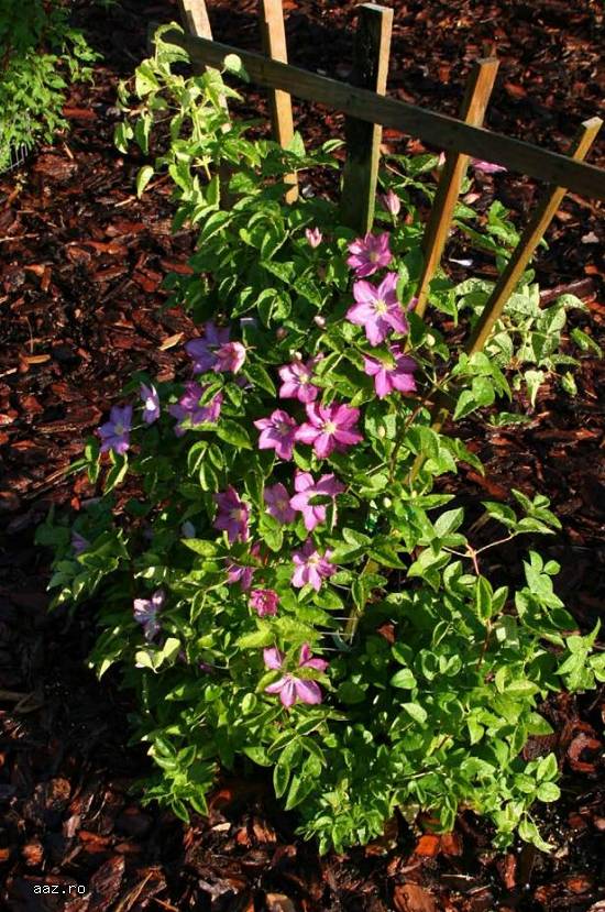Clematite la ghiveci-10+5 gratis