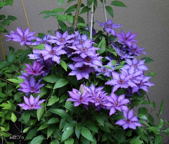 Clematite la ghiveci-10+5 gratis