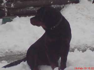 VAND PUII ROTTWEILER VARTA 4 LUNI