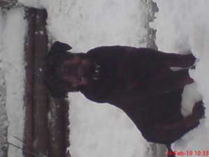 VAND PUII ROTTWEILER VARTA 4 LUNI