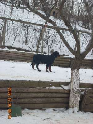 VAND PUII ROTTWEILER VARTA 4 LUNI