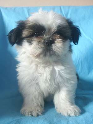 VAND CATELUSI SHIH-TZU