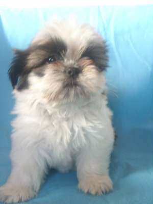 VAND CATELUSI SHIH-TZU