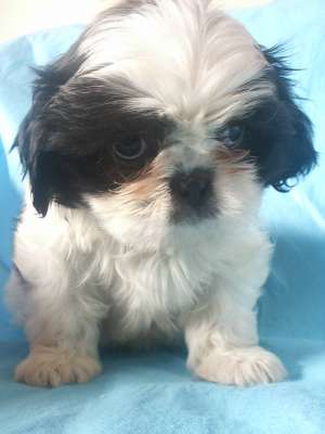 VAND CATELUSI SHIH-TZU