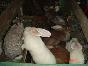 CRESCATOR TIMIS