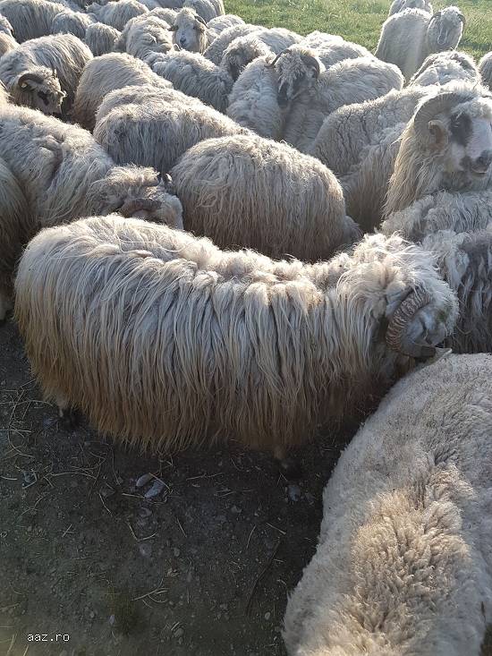 vand 126oi turcane cu 80miei bonus langa ele