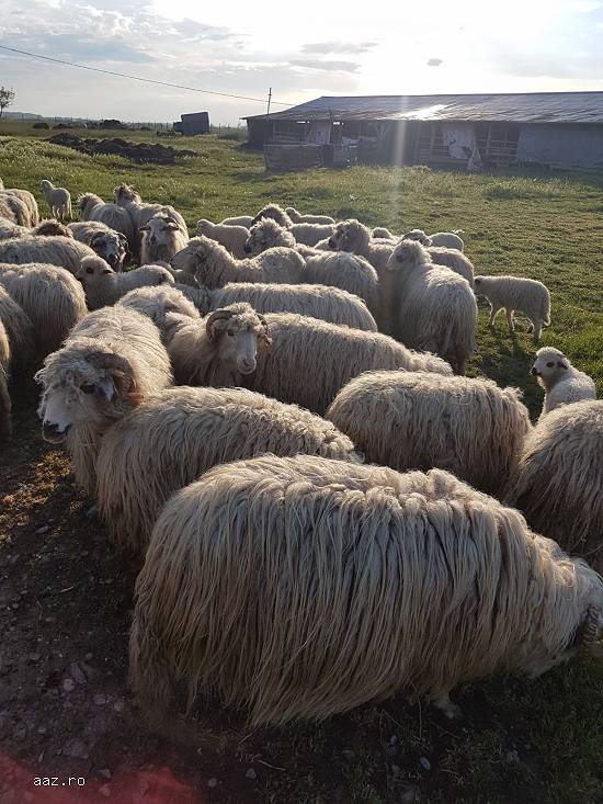 vand 126oi turcane cu 80miei bonus langa ele